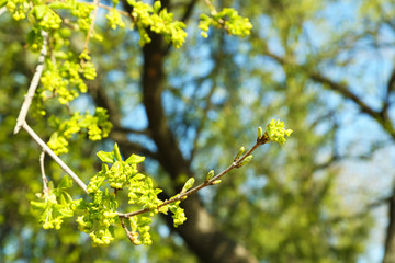 Green leaves on twigs in spring close up