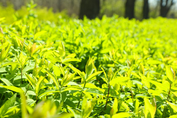 Beautiful green bush close up