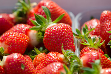 Strawberries being grown