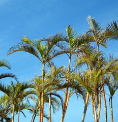 Green palm trees against a blue sky background.