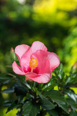 満開のハイビスカス
