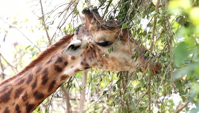 giraffe eating, high definition, Full HD, 1920x1080