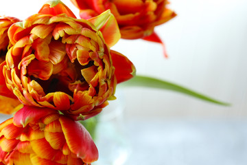 Beautiful bright tulips close up
