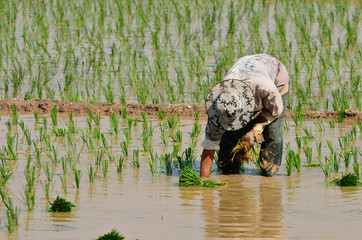 Farmers are planting rice in the farm.
