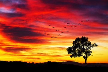 Obraz na płótnie Canvas puesta de sol en el campo