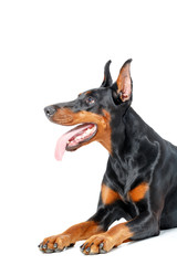 Lying playful dobermann pinscher on isolated white background 