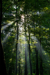 Sunbeam entering rich deciduous forest