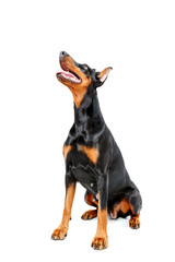 Sitting doberman pinscher on white isolated background
