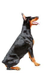 Profile of sitting doberman pinscher