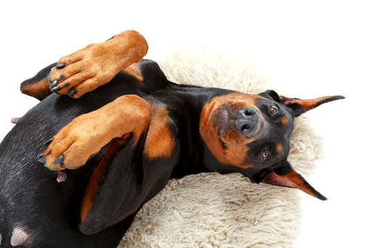 Joyful Lying Dog On White Carpet.