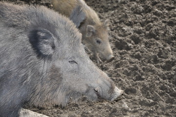 Fototapeta premium Wildschweine im Gehege