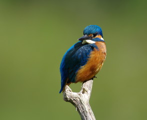 Kingfisher on a branch -17