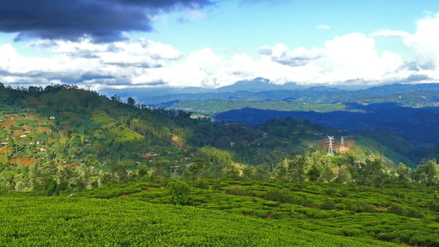 mountain landscape with tea plantation

