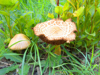 Pilz