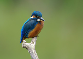 Kingfisher on a branch -15