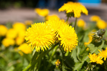 dandelion