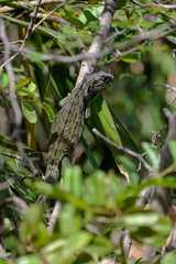 Guadeloupe - Iguane Vert