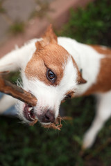 Dog Jack Russell Terrier