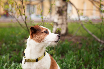 Dog Jack Russell Terrier © Anna Averianova
