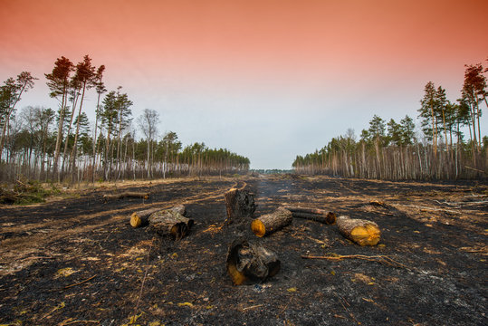 Pine forest after a fire. Burnt Damage Desolation Burned  Ash Danger Ecology Deforestation Disaster
