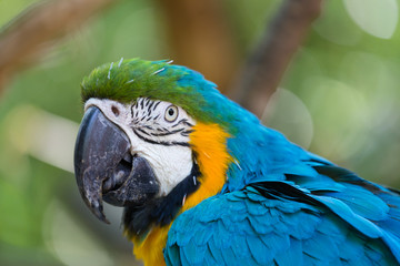 Blue and Yellow Macaw