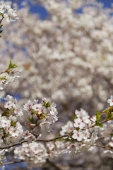 Cherry blossom on a Sakura tree