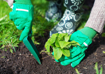 Woman's hand planting strawberry.