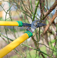 Pruning. Cutting branches at spring.