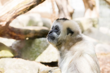 Singe gibbon blanc