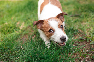Dog Jack Russell Terrier