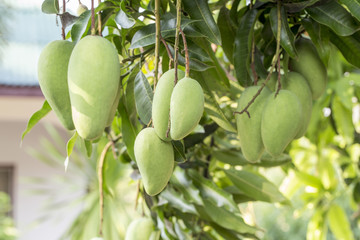 Green Mangoes on the tree