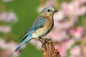 Eastern Bluebird