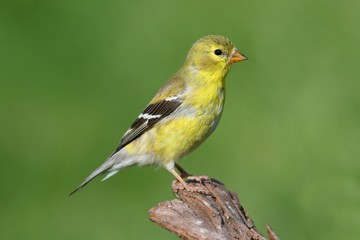 American Goldfinch on a branch