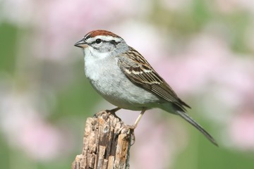 Sparrow on a perch with a colorful background