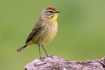 Palm Warbler (dendroica palmarum)