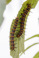 Couple of Orange Black and White Hairy Caterpillar