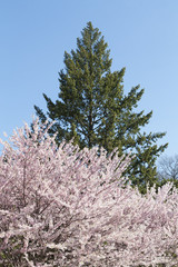 Cherry blossom on a Sakura tree with a green tree