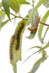 Group of Orange Black and White Hairy Caterpillar on green leave