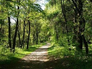 Obraz premium Der Hermannsweg auf Höhe der Antoniuskapelle auf dem Tönsberg im Sommer bei Sonnenschein in Oerlinghausen bei Bielefeld im Teutoburger Wald in Ostwestfalen-Lippe