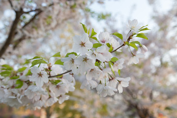 Cherry blossom on a Sakura tree backdrop