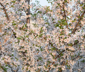 Cherry blossom on a Sakura tree backdrop