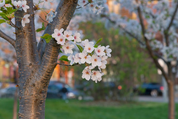 Small Bunch of Cherry Blossoms