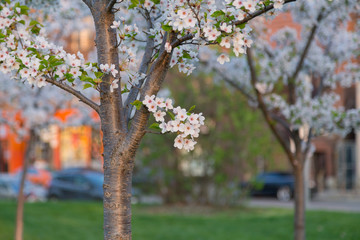 Fototapeta na wymiar Small Bunch of Cherry Blossoms