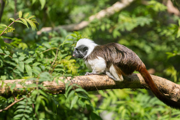 Tamarin pinché à crête blanche