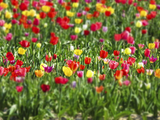 Tulipes - Effet tilt shift