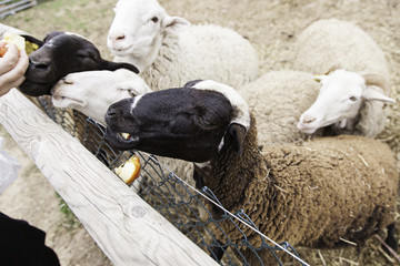 Fototapeta premium Sheep on a farm