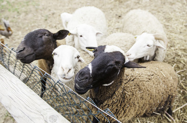 Sheep on a farm