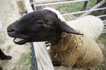 Sheep on a farm