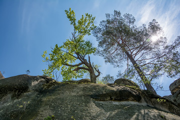 Trees growing on top of the rock in sun rays