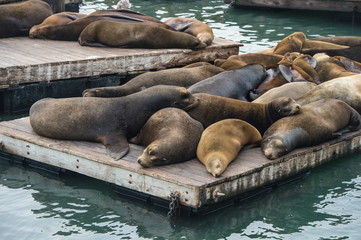 Sea lion at Pier 39, San Francisco